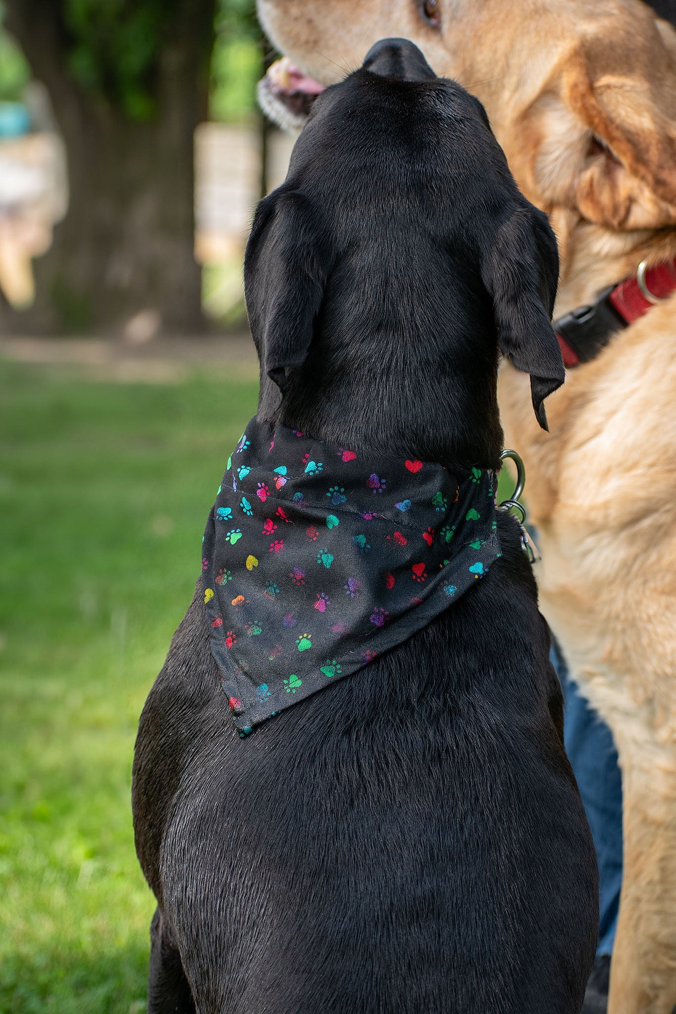 Bandanas for Holidays- Small