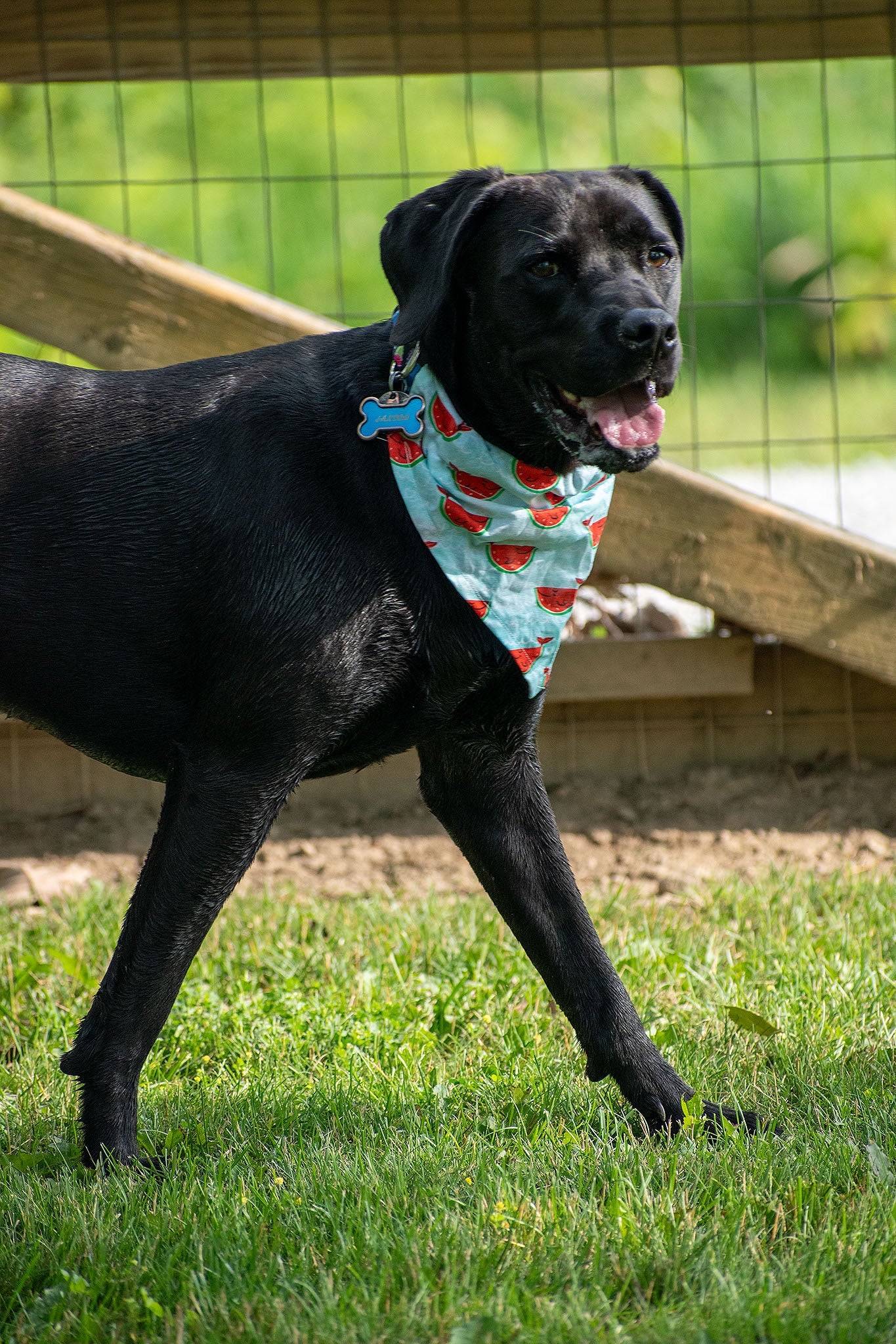 Bandanas for Holidays- Small