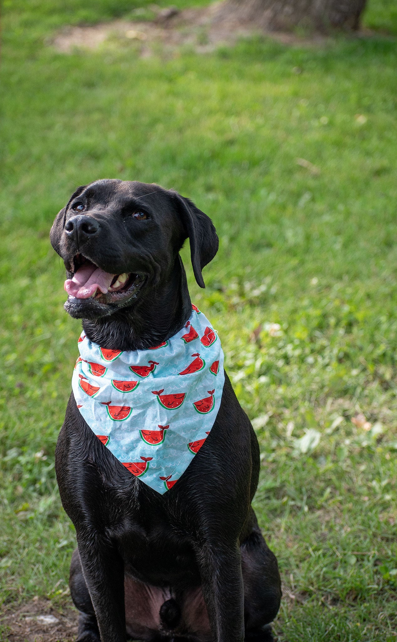 Bandanas for Holidays- Small