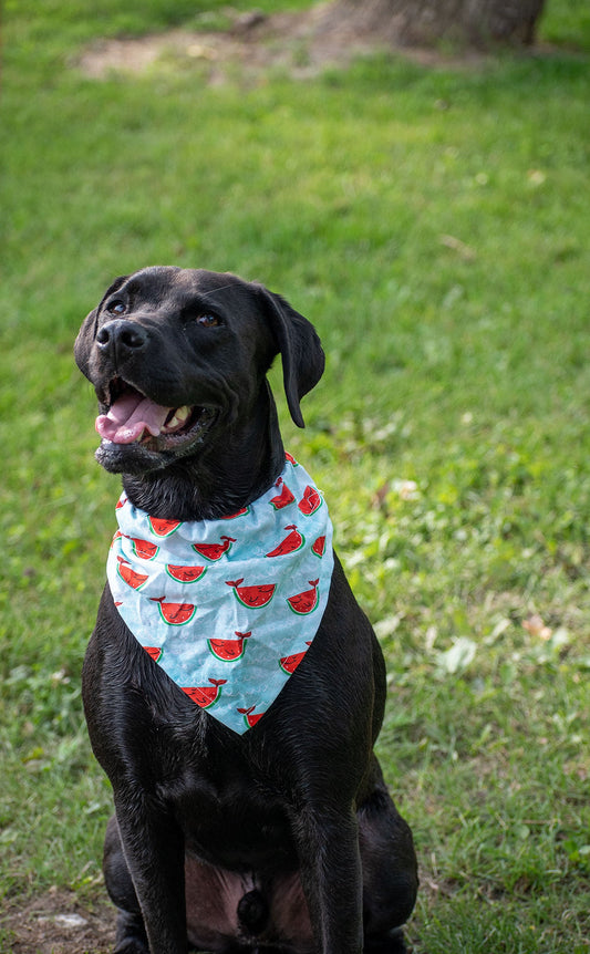 Bandanas for Holidays- Extra Large